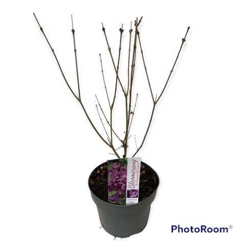 Syringa BLOOMERANG DARK PURPLE