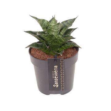 Sansevieria 'Star Mini Marble No.1'