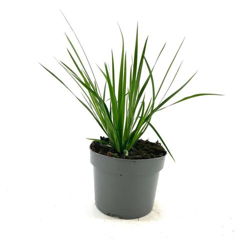 Libertia grandiflora