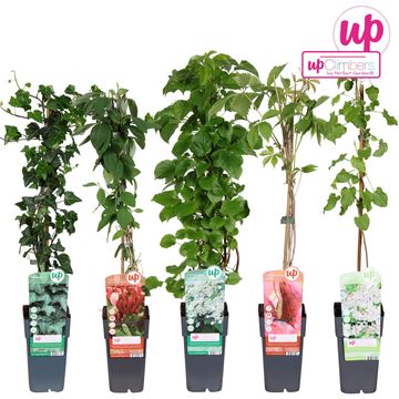 Climbing plants MIX