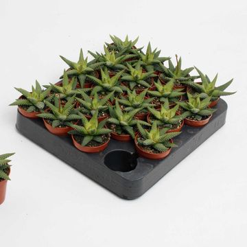 Haworthia attenuata 'Enon'