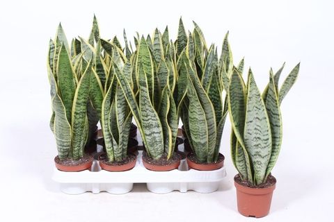 Sansevieria trifasciata 'Laurentii'