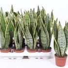 Sansevieria trifasciata 'Laurentii'