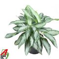 Aglaonema 'Golden Bay'