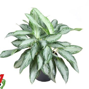Aglaonema 'Golden Bay'