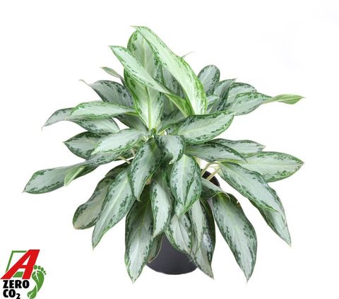 Aglaonema 'Golden Bay'