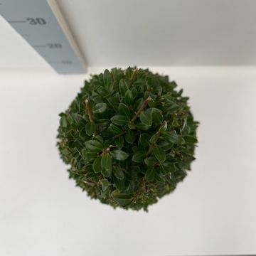 Ilex crenata 'Stokes'