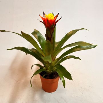 Guzmania 'Yeltix'