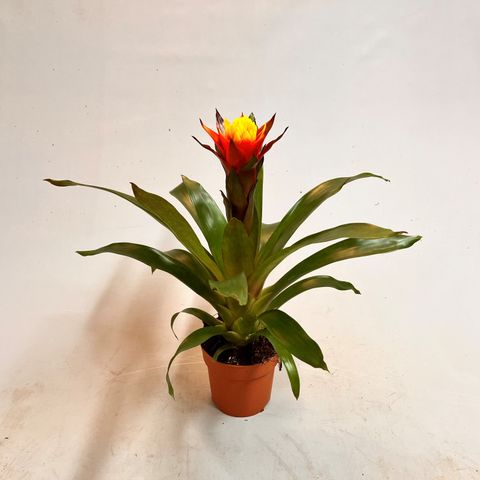 Guzmania 'Yeltix'