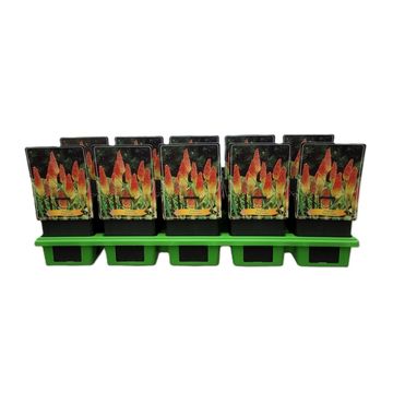 Kniphofia 'Royal Castle'