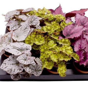 Begonia REX MIX