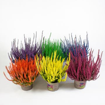 Calluna vulgaris FA000042 MIX