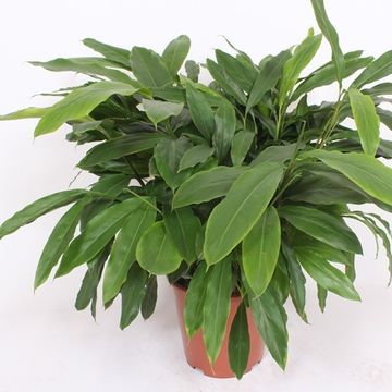 Elettaria cardamomum