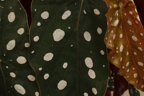 Begonia maculata 'Wightii'