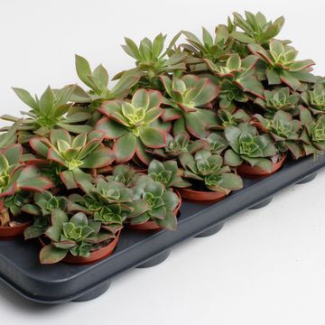 Aeonium MIX