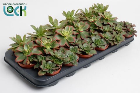 Aeonium MIX