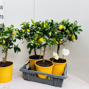 Citrus x meyeri 'Meyer'