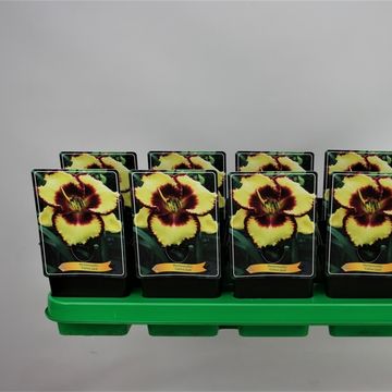 Hemerocallis 'Calico Jack'