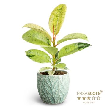 Ficus elastica 'Shivereana'