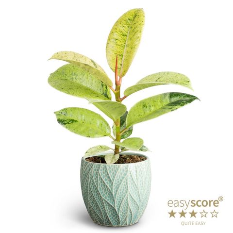 Ficus elastica 'Shivereana'