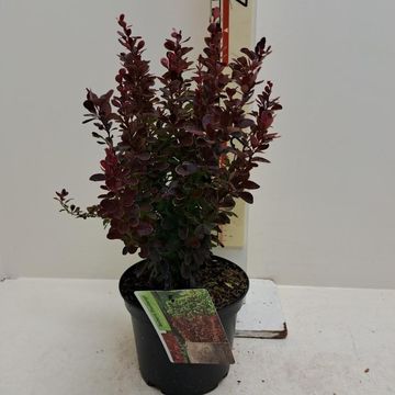 Berberis thunbergii 'Red Tower'