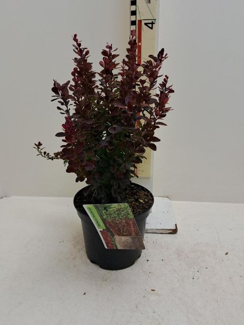 Berberis thunbergii 'Red Tower'