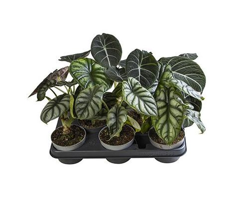 Alocasia MIX