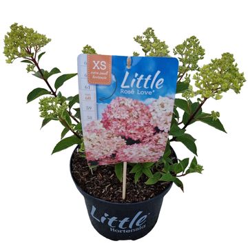 Hydrangea paniculata LITTLE XS ROSE LOVE