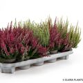 Calluna vulgaris MIX