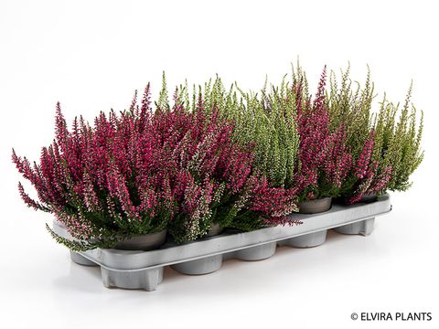 Calluna vulgaris MIX