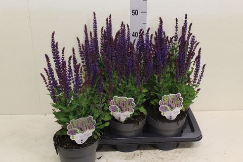 Salvia nemorosa 'Ostfriesland'
