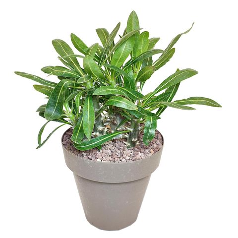 Pachypodium densiflorum