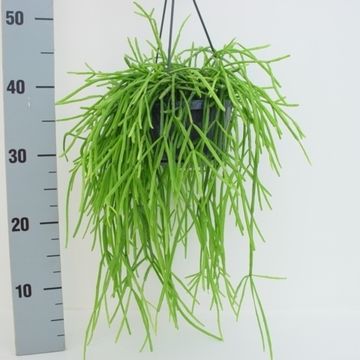 Rhipsalis kirbergii