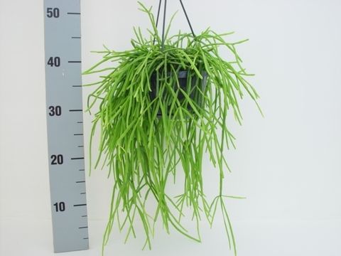 Rhipsalis kirbergii