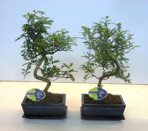 Zanthoxylum piperitum