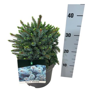 Picea sitchensis 'Silberzwerg'