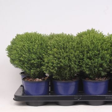 Thuja occidentalis 'Teddy'