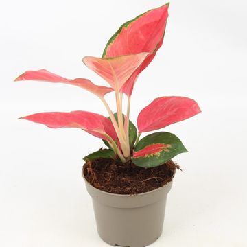 Aglaonema ORANGE STAR