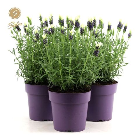 Lavandula stoechas 'Anouk White'