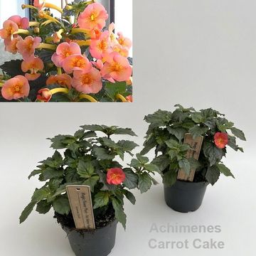 Achimenes 'Carrot Cake'