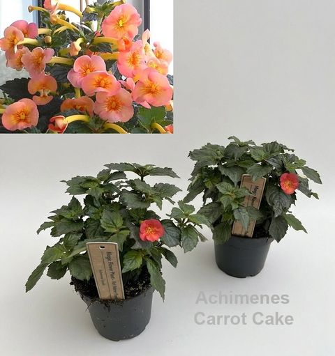 Achimenes 'Carrot Cake'