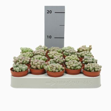 Frithia pulchra