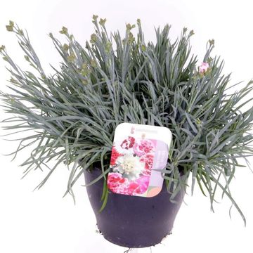 Dianthus GARDEN PINKS LAVENDER PINK