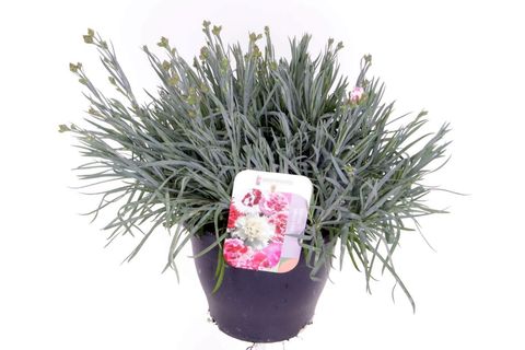 Dianthus GARDEN PINKS LAVENDER PINK