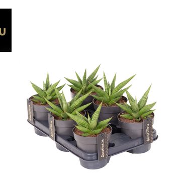 Sansevieria 'Comet Canoe No. 1'