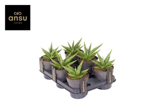 Sansevieria 'Comet Canoe No. 1'