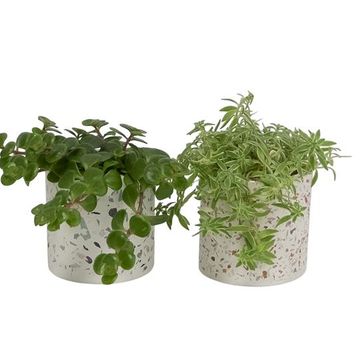 Plantas o interior MIX