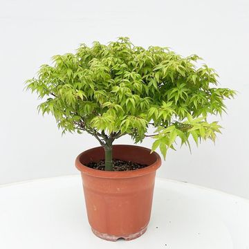 Acer palmatum 'Kiyohime'