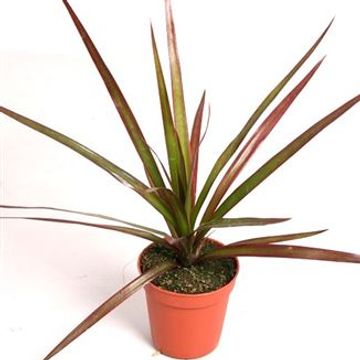 Dracaena marginata 'Magenta'