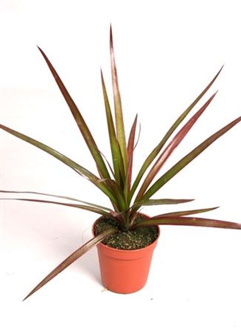 Dracaena marginata 'Magenta'